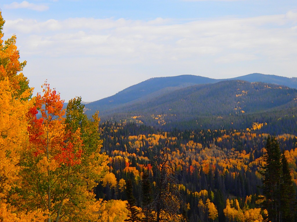 Huston Park Wilderness area